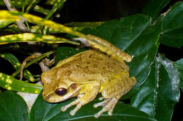 Image of Baudin's Treefrog