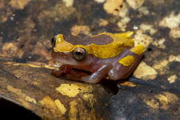 Image of Bereis' Treefrog