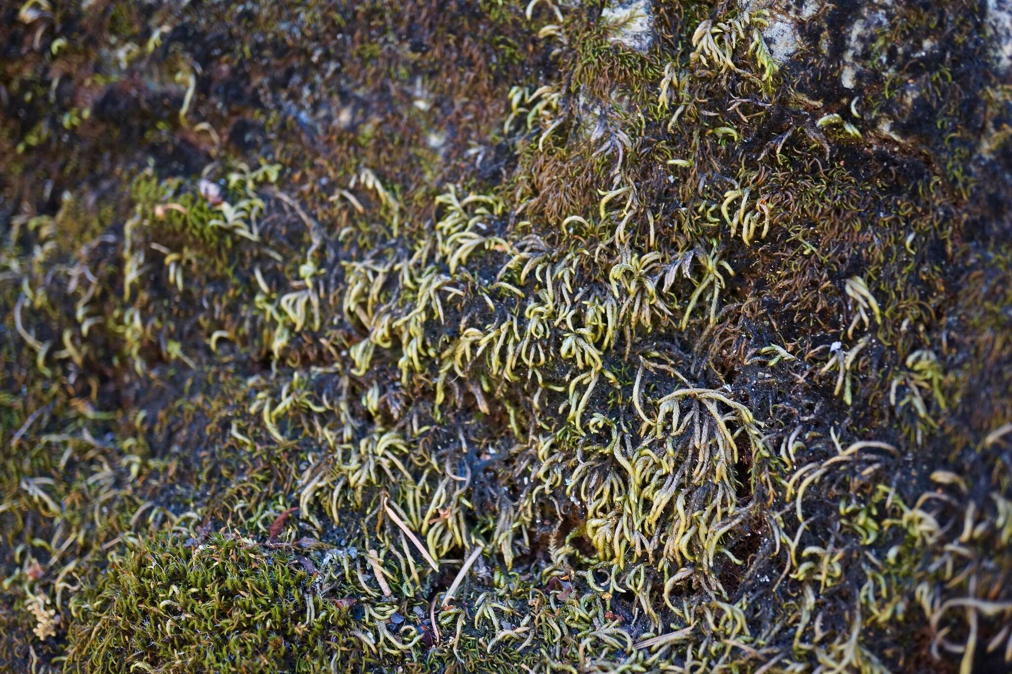 Image of serpentine pseudoleskeella moss