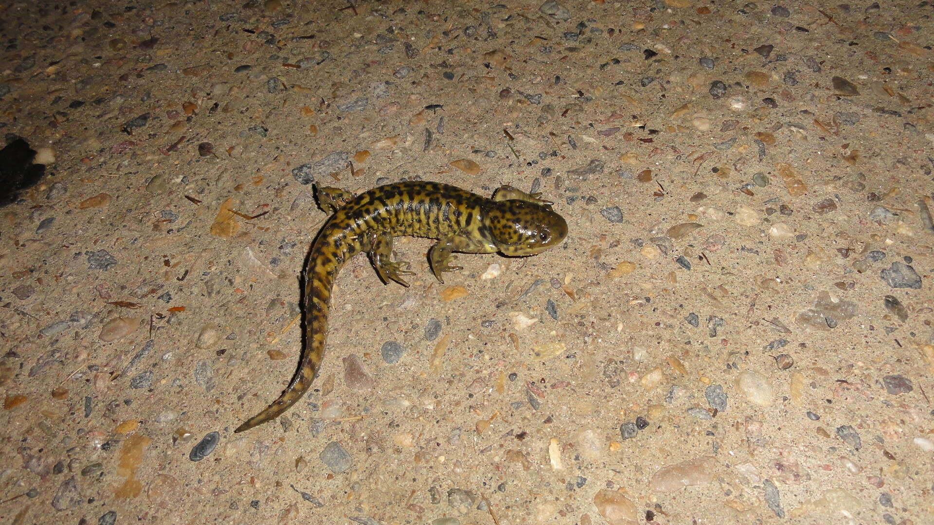 Image of Ambystoma mavortium melanostictum (Baird 1860)