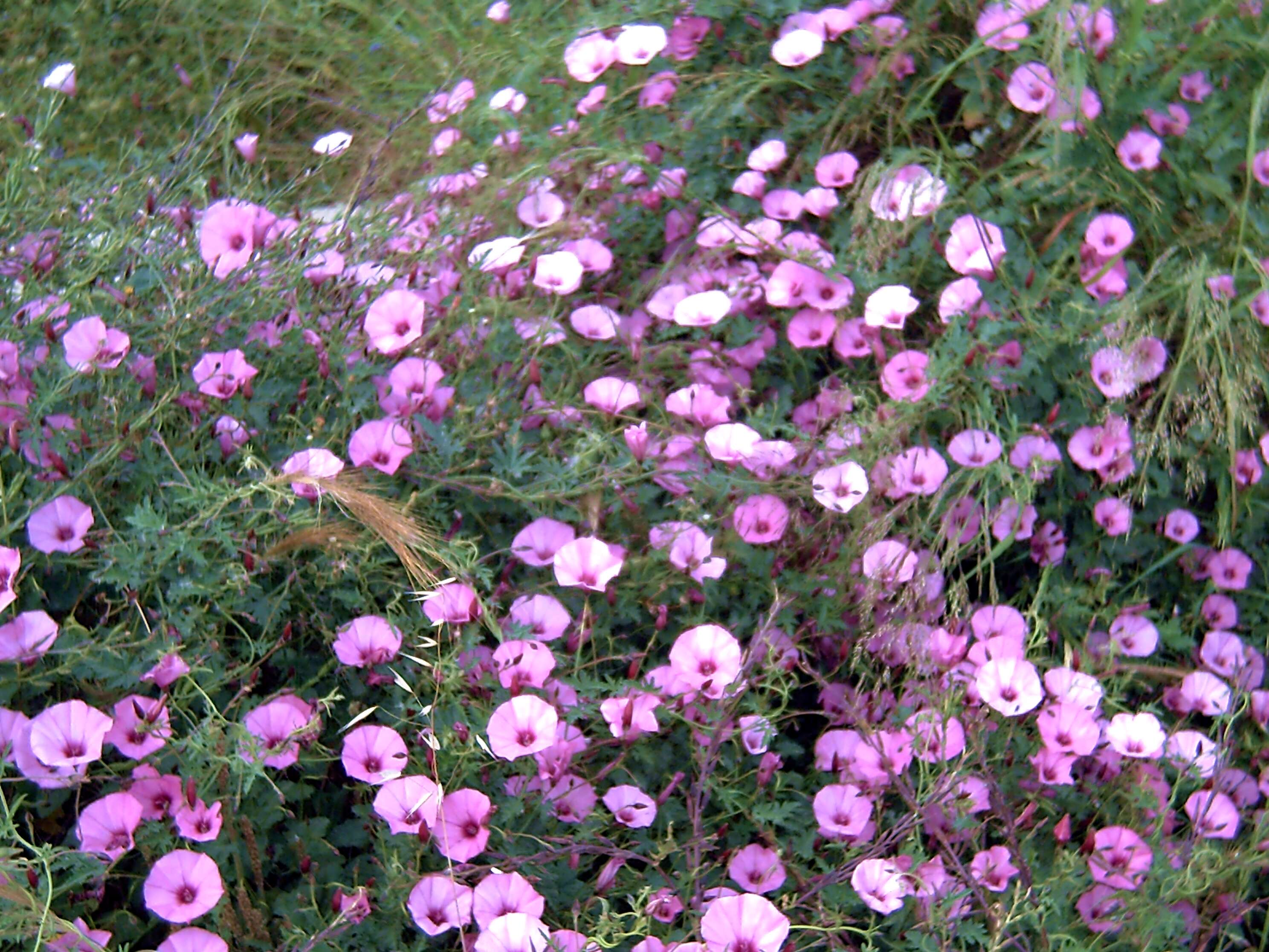 Image of mallow bindweed