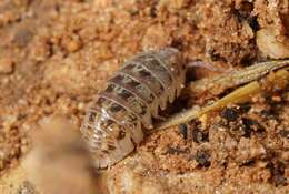 Image of Armadillidium marmoratum Strouhal 1929