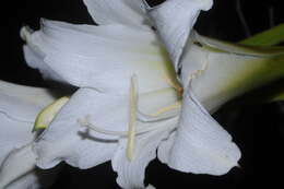 Слика од Hippeastrum argentinum (Pax) Hunz.