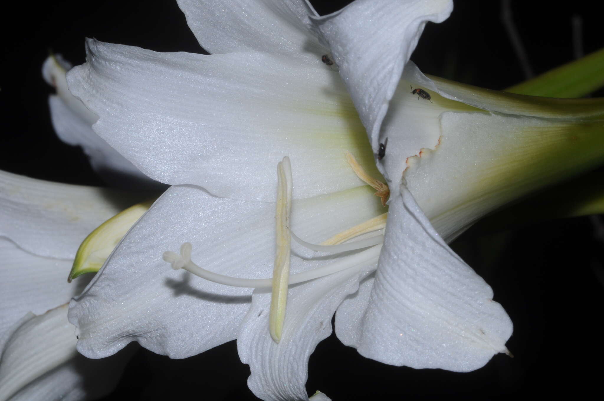 Image of Hippeastrum argentinum (Pax) Hunz.