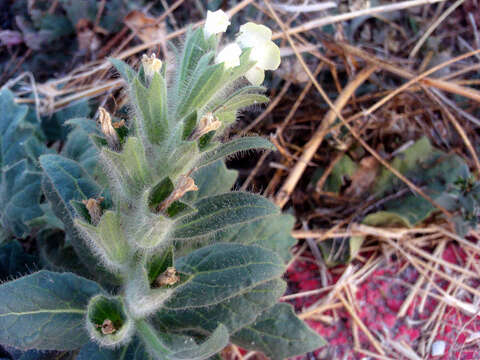 Image of white henbane