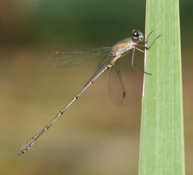 Image of Chalcolestes Kennedy 1920