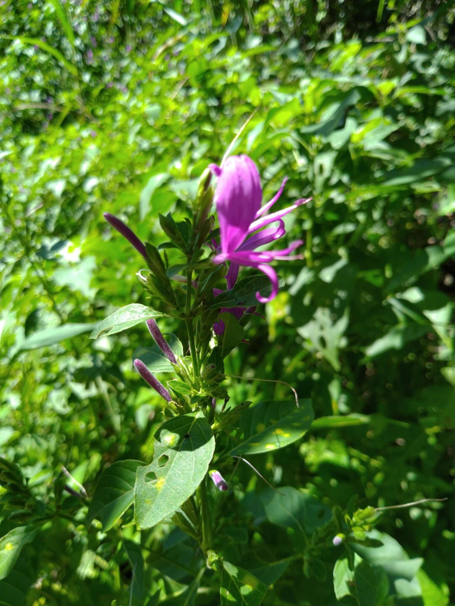 Image of Hypoestes purpurea (L.) R. Br.