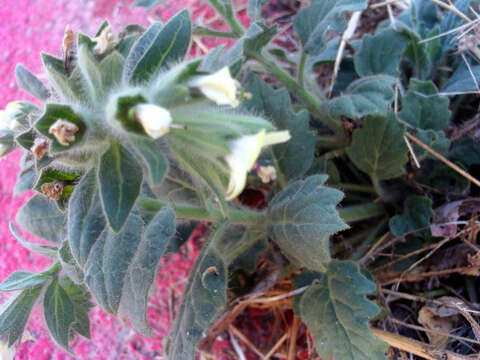 Image of white henbane