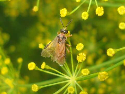 Image of Beet Sawfly