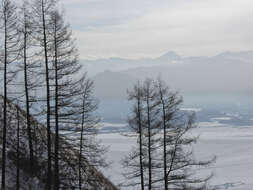 Image of Siberian Larch