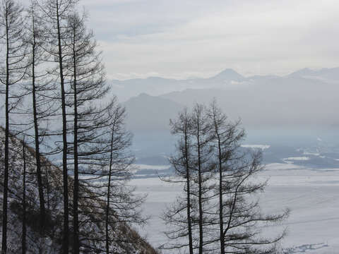 Слика од Larix sibirica Ledeb.