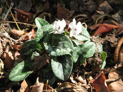 Слика од Cyclamen hederifolium Aiton