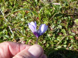 Image de Dipterostemon capitatus subsp. lacuna-vernalis