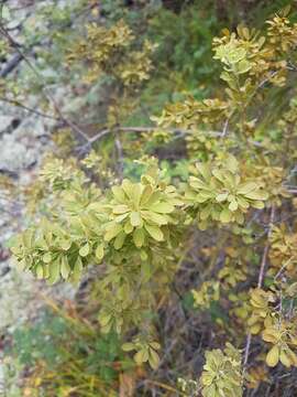 Image de Spiraea aquilegifolia Pall.