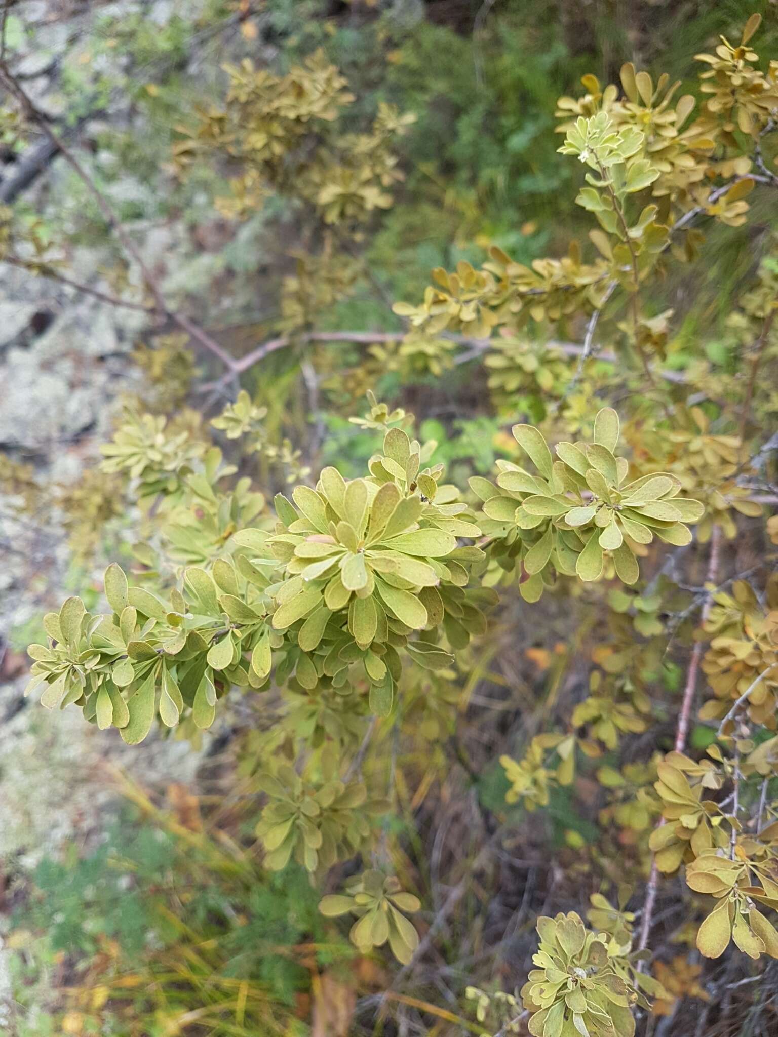 Image of Spiraea aquilegifolia Pall.