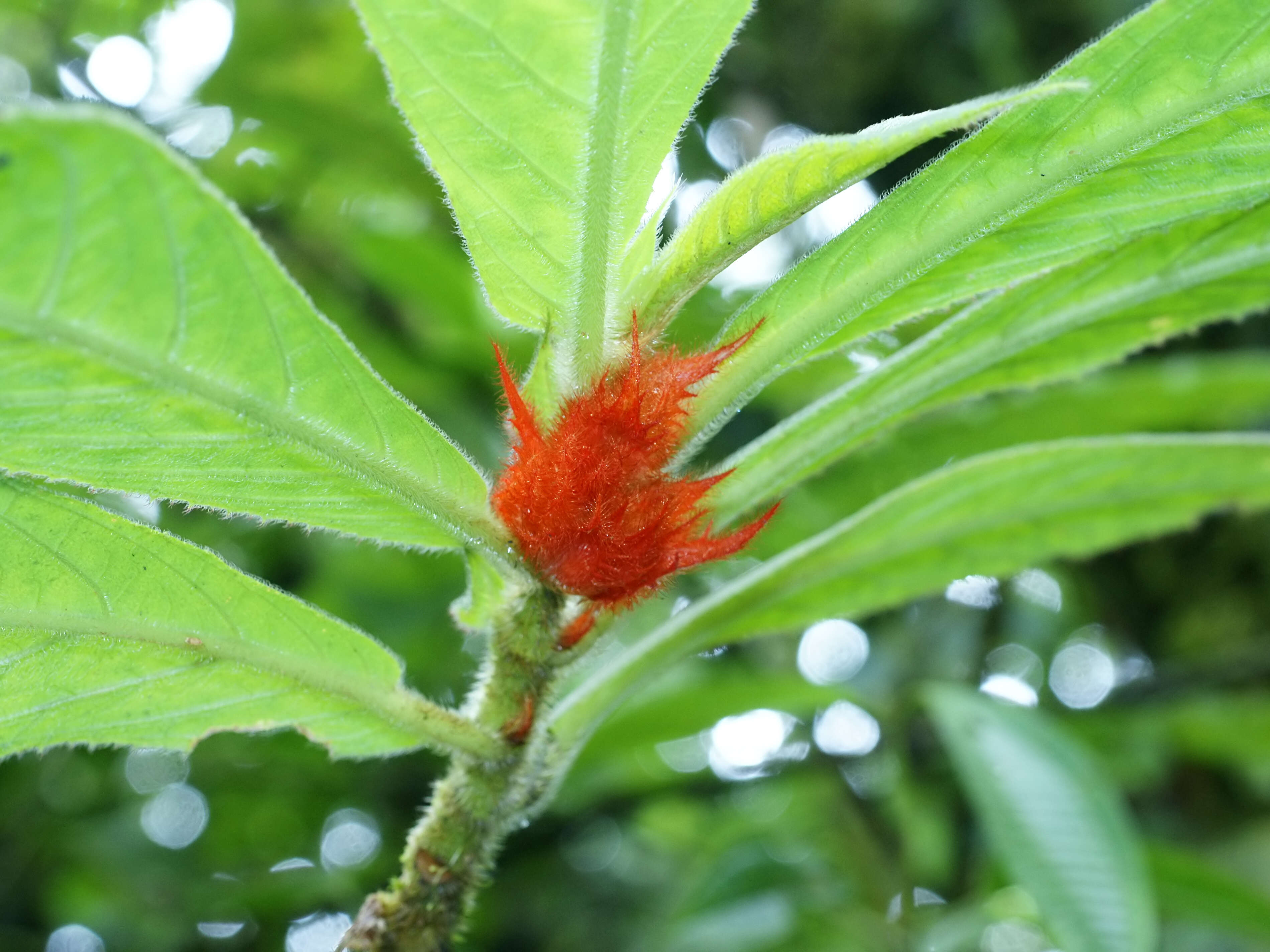 Image of Columnea purpurata Hanst.