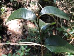 Image de Planchonella myrsinifolia (F. Muell.) Swenson, Bartish & Munzinger