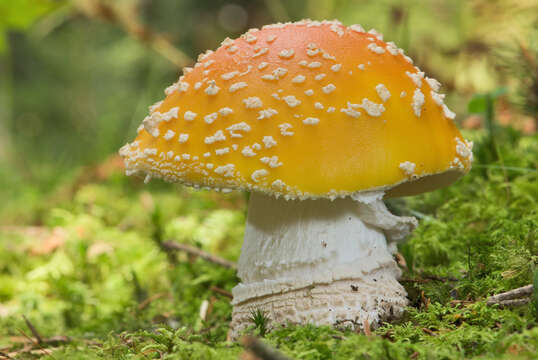 Image of Fly agaric