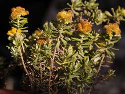 Image de Helichrysum trilineatum DC.