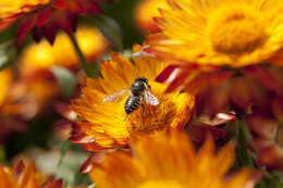 Image of bracted strawflower