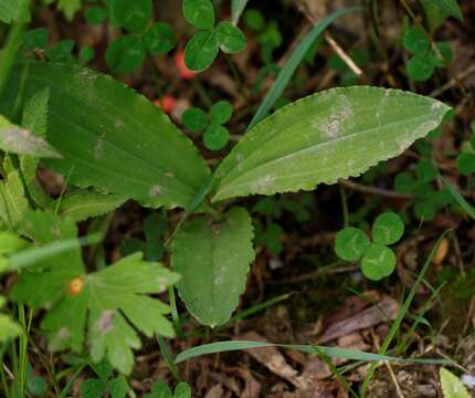 Image of Galearis camtschatica (Cham.) X. H. Jin, Schuit. & W. T. Jin