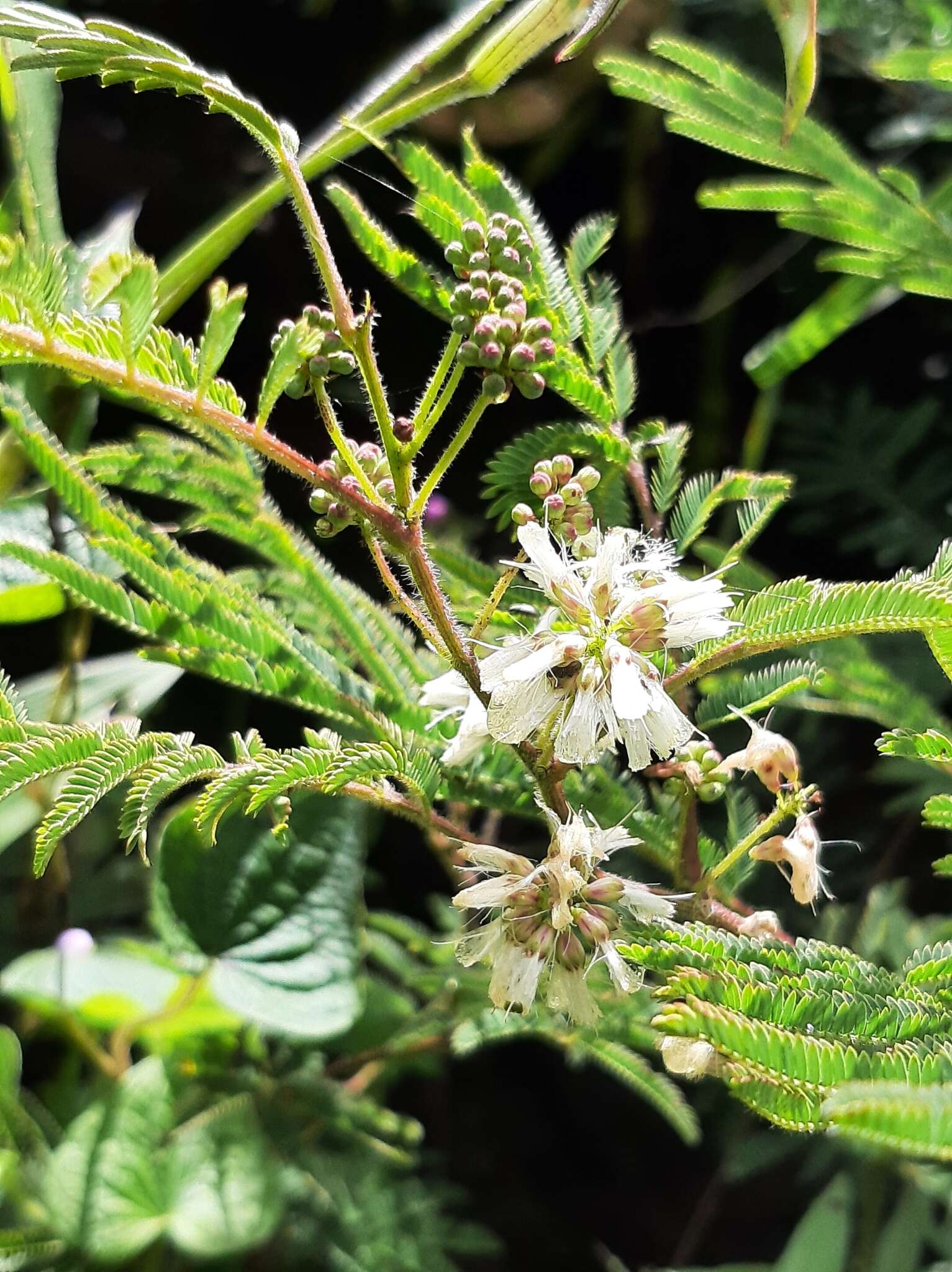 Sivun Painteria leptophylla (DC.) Britton & Rose kuva