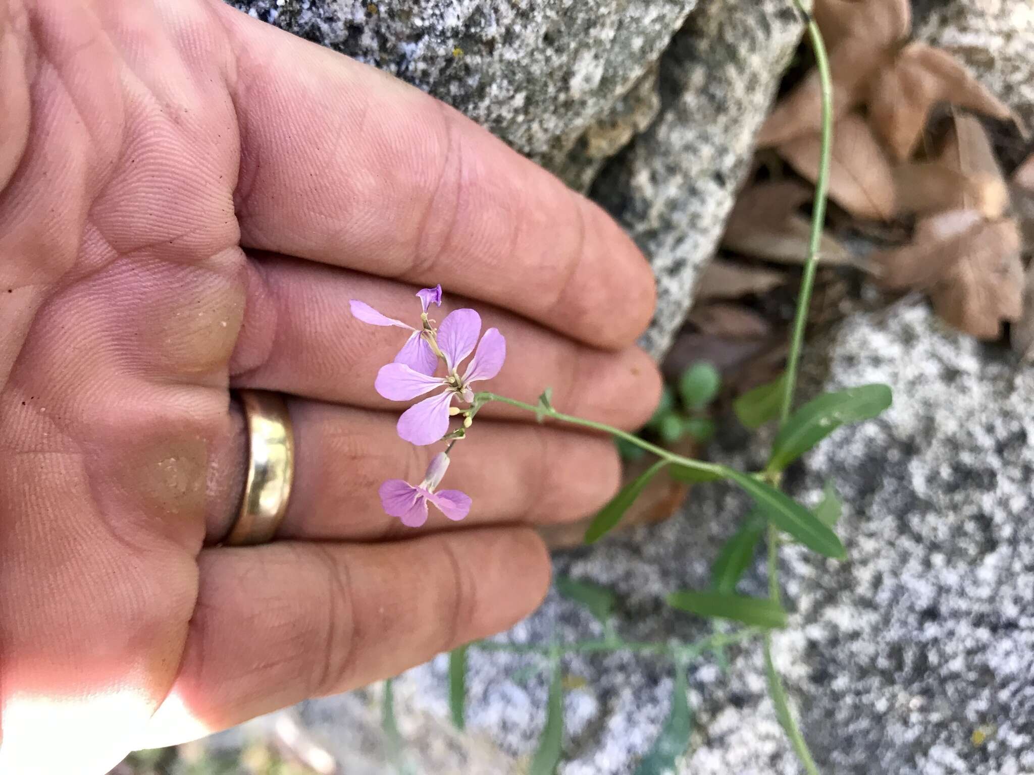 Plancia ëd Hesperidanthus linearifolius (A. Gray) Rydb.