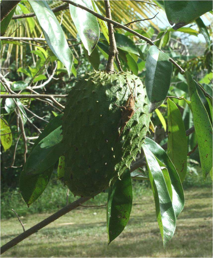 Image of soursop