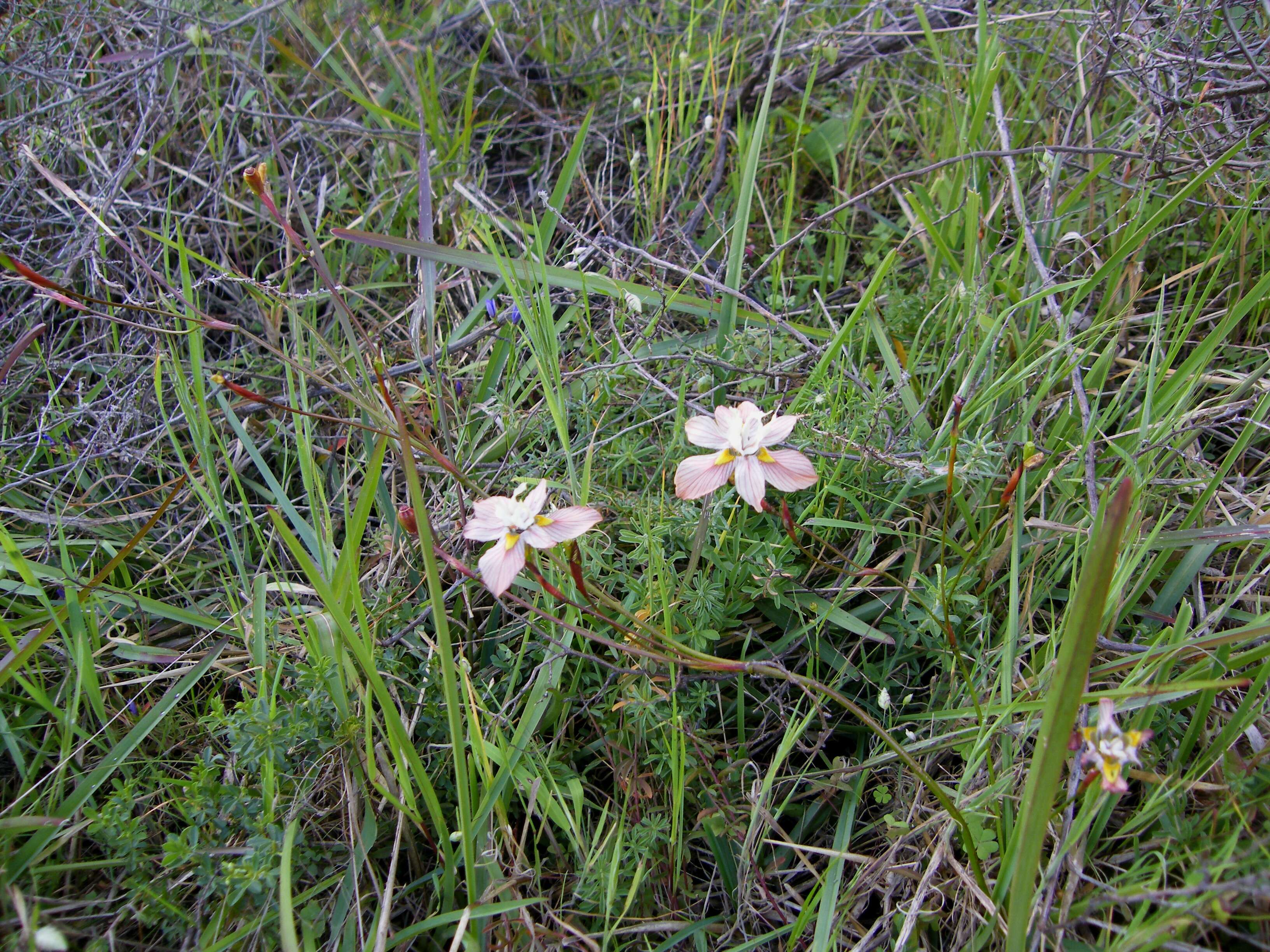 Image of Moraea gawleri Spreng.