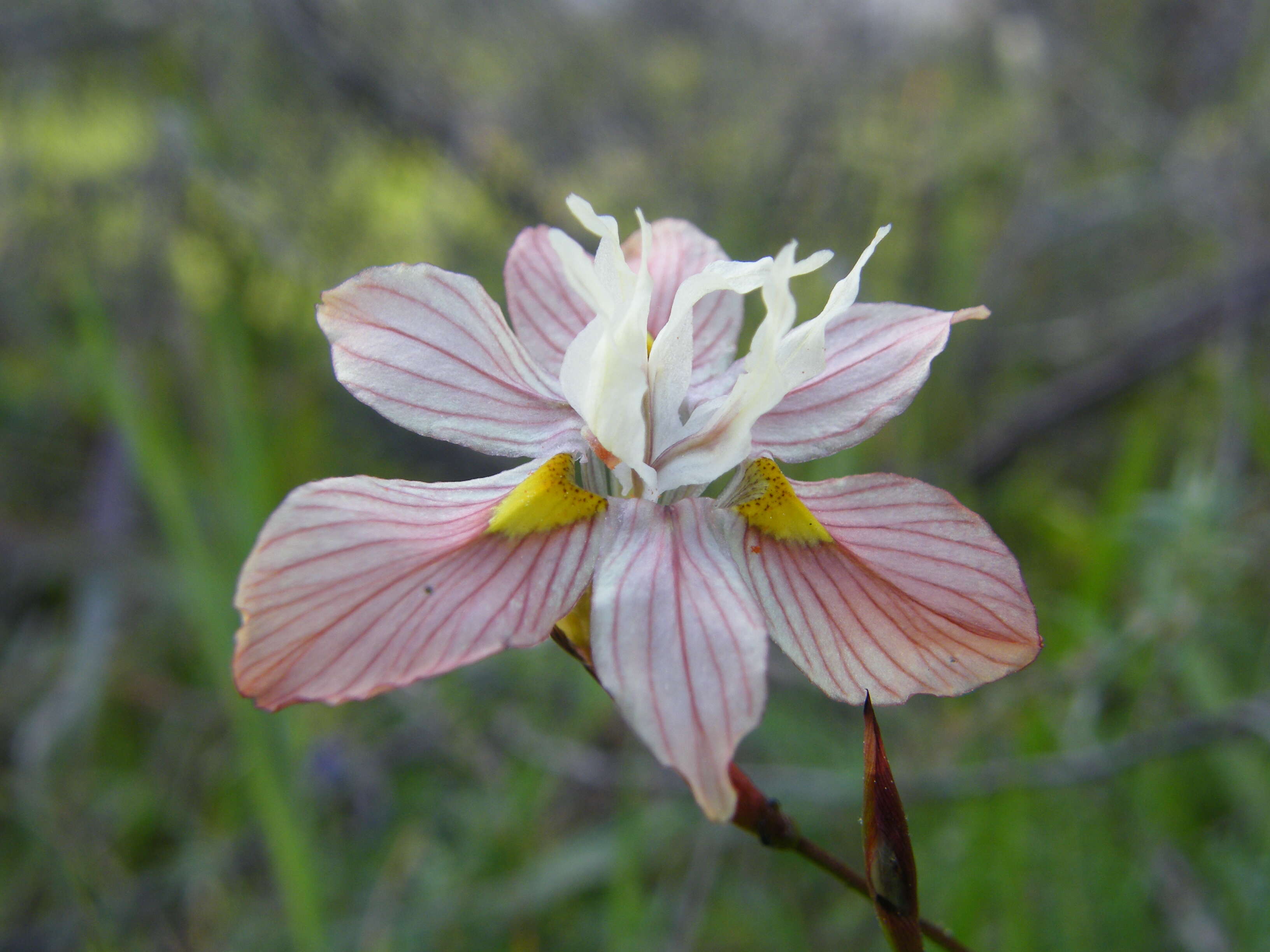 Image of Moraea gawleri Spreng.