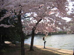 Plancia ëd Prunus yedoensis Matsum.