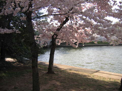 Plancia ëd Prunus yedoensis Matsum.