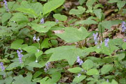 Image of showy skullcap