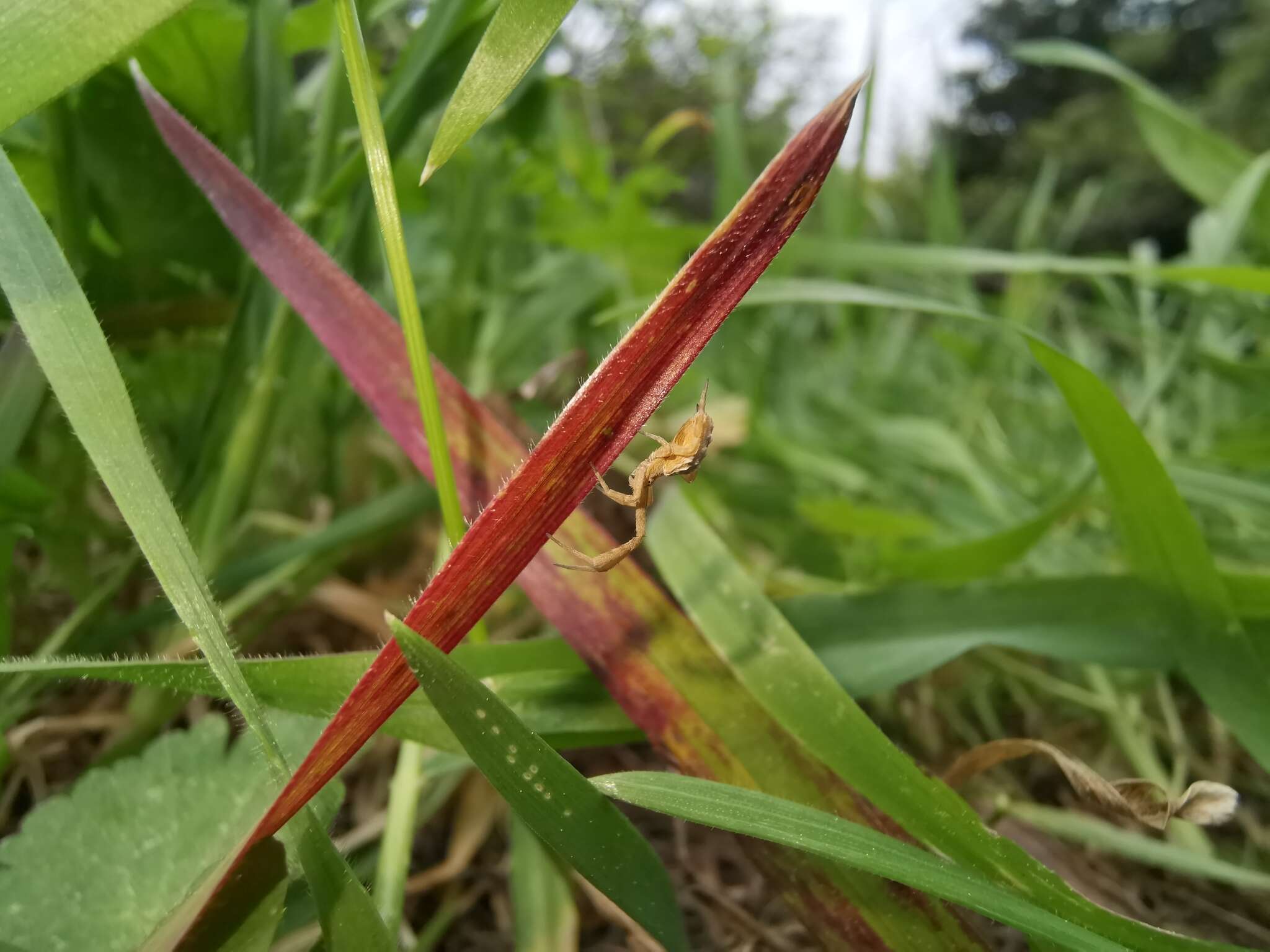 Image of Uloborus walckenaerius Latreille 1806