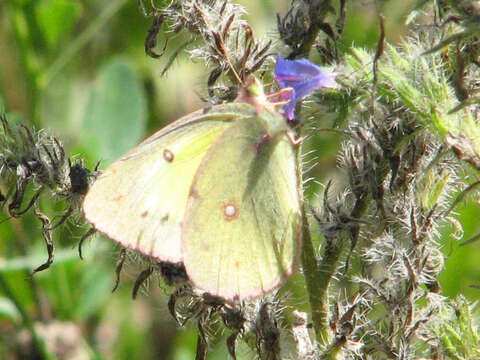 Image of Pink-edged sulphur