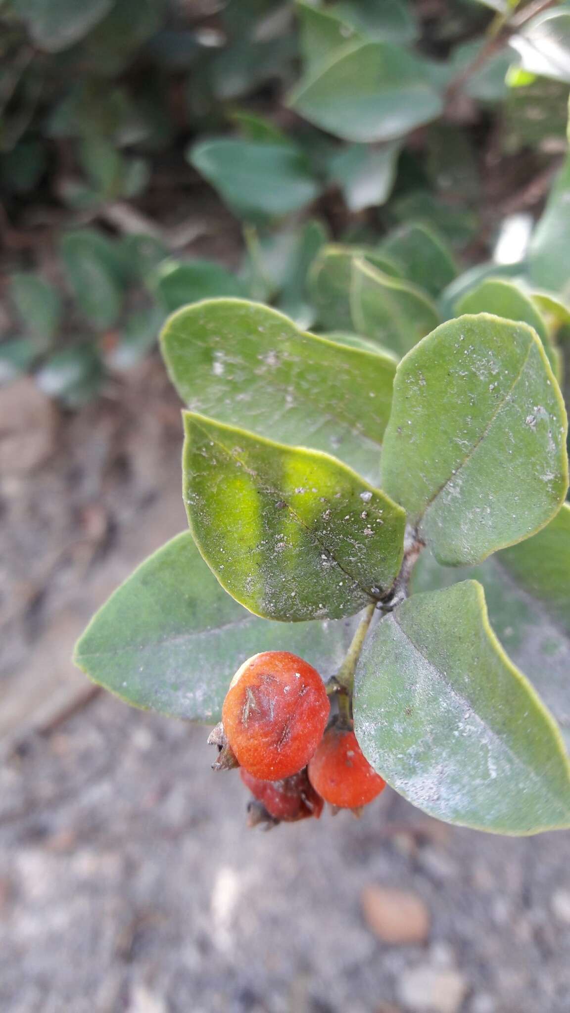 Myrcianthes leucoxyla (Ortega) Mc Vaugh resmi