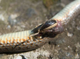 Dolichophis caspius (Gmelin 1789)的圖片