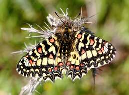 Image of Zerynthia rumina (Linnaeus 1758)