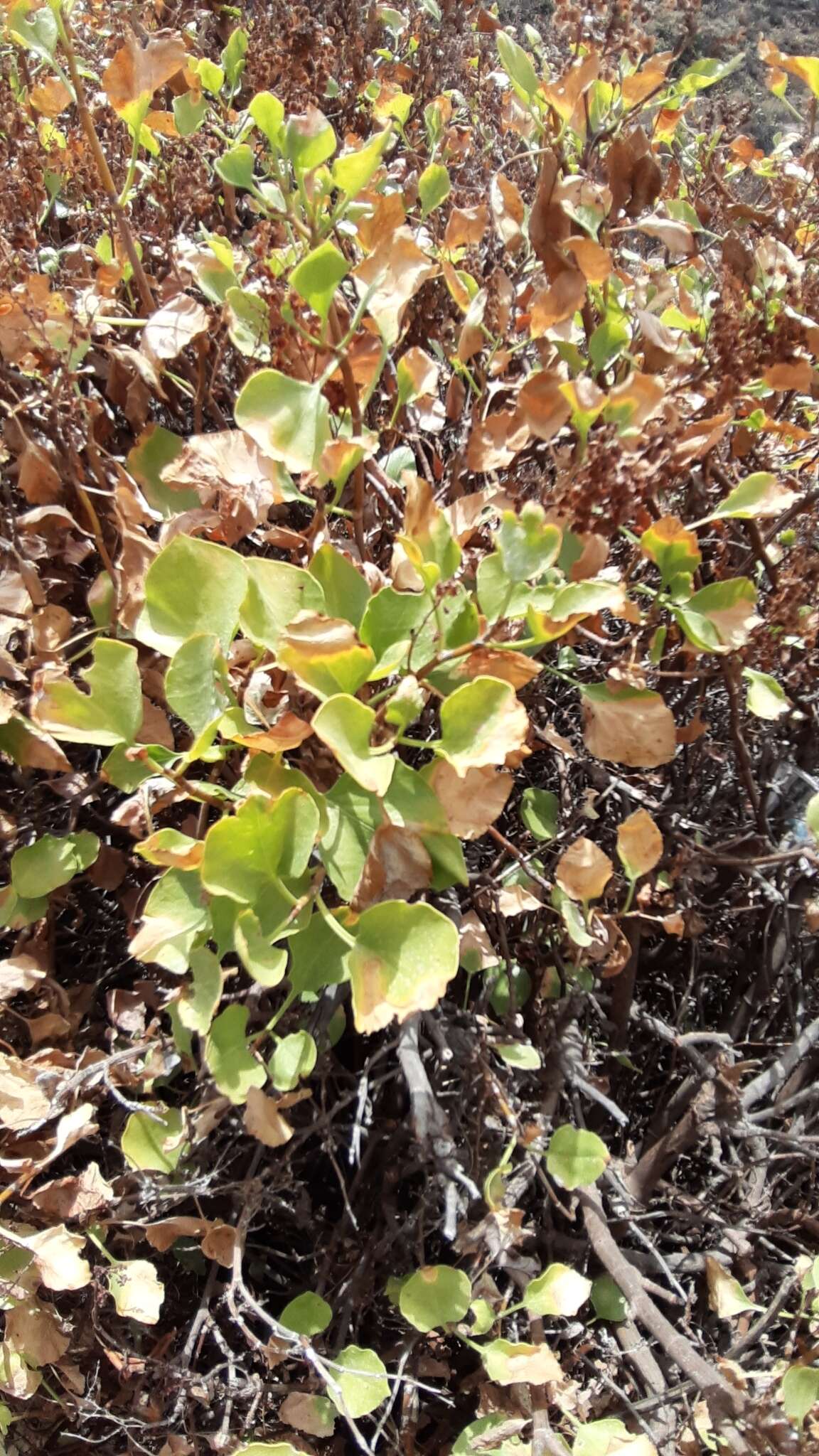 Imagem de Rumex lunaria L.