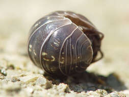 Image of Pill woodlouse