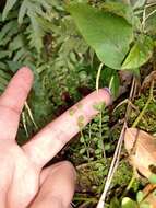 Image of fourleaf peperomia