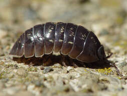 Image of pill bugs