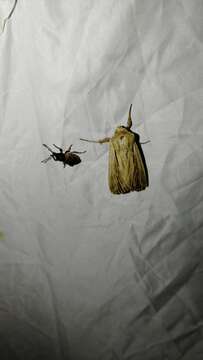 Image of shoulder-striped wainscot