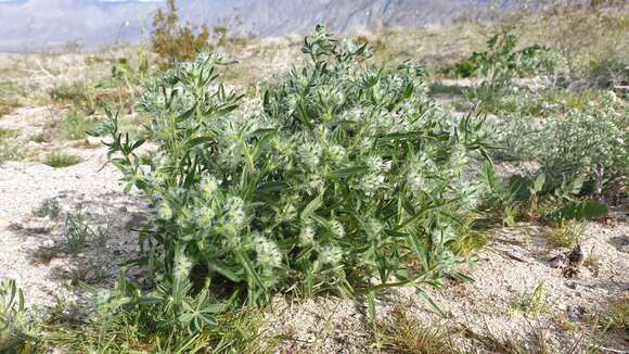 Plancia ëd Cryptantha ganderi I. M. Johnst.