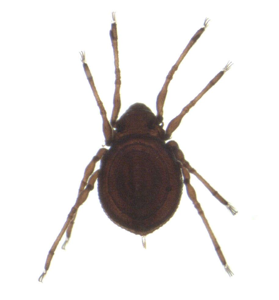 Image of oribatid mites