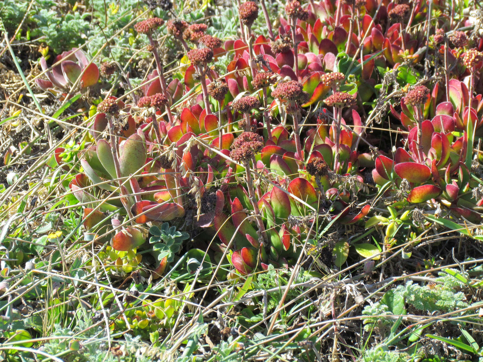 Image of Crassula pubescens subsp. radicans (Haw.) Tölken