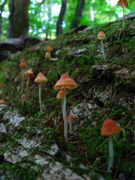 Image of Atheniella adonis (Bull.) Redhead, Moncalvo, Vilgalys, Desjardin & B. A. Perry 2012