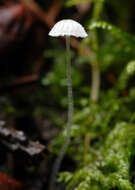 Image of Mycena tenerrima (Berk.) Quél. 1872