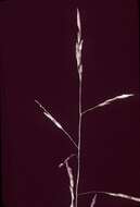 Image of whitegrass