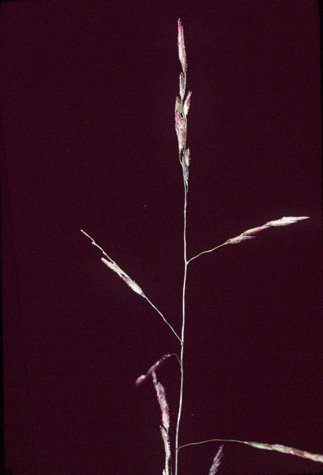 Image of whitegrass